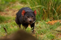 Dabel medvedovity - Sarcophilus harrisii - Tasmanian Devil 7717